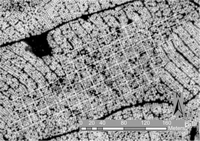 Spatial Models With Inter-Tree Competition From Airborne Laser Scanning Improve Estimates of Genetic Variance